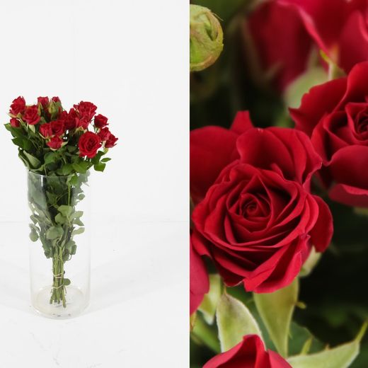 Ramo de Rosas Spray