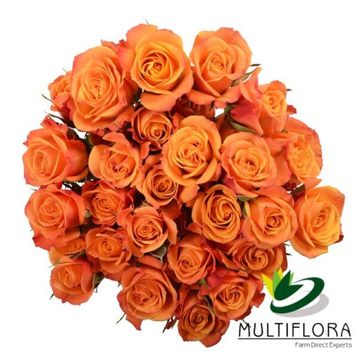Ramo de Rosas Spray