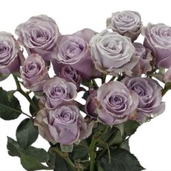 Ramo de Rosas Spray