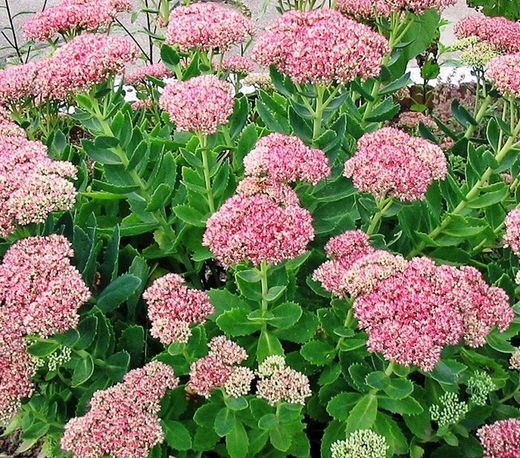 Ramo de Sedum