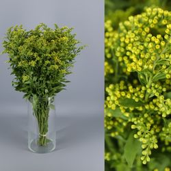 Ramo de Solidago (Vara de Oro)