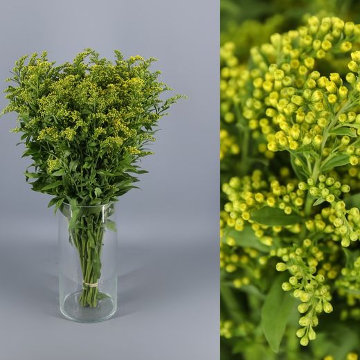 Ramo de Solidago (Vara de Oro)