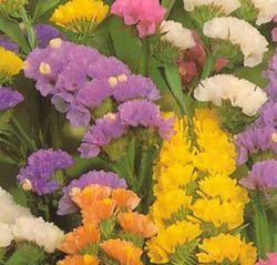 Bouquet de statice