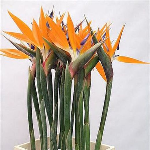 Ramo de Strelitzia ( Ave del paraiso)