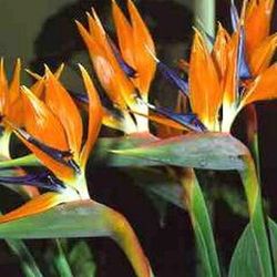 Ramo de Strelitzia ( Ave del paraiso)