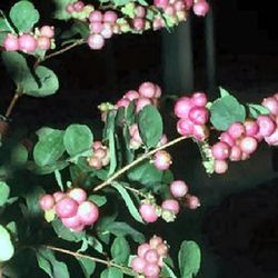 Ramo de Symphoricarpos