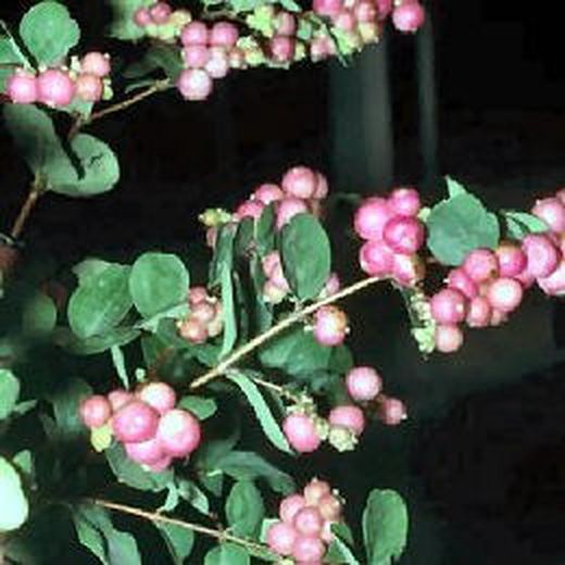 Ramo de Symphoricarpos