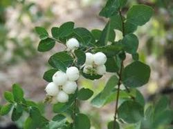 Ramo de Symphoricarpos