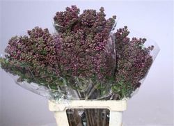 Bouquet de seringues