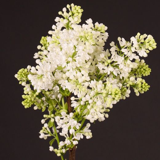 Bouquet de seringues