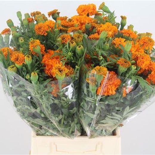 Ramo de Tagetes Promise