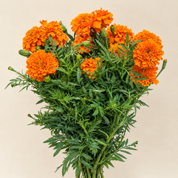Buquê Promessa Tagetes