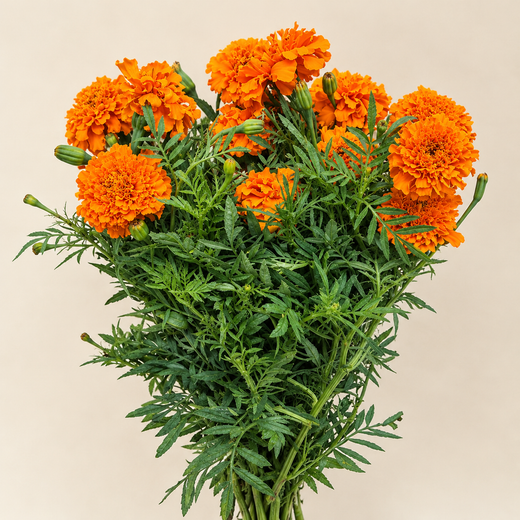 Ramo de Tagetes Promise