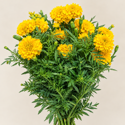 Buquê Promessa Tagetes