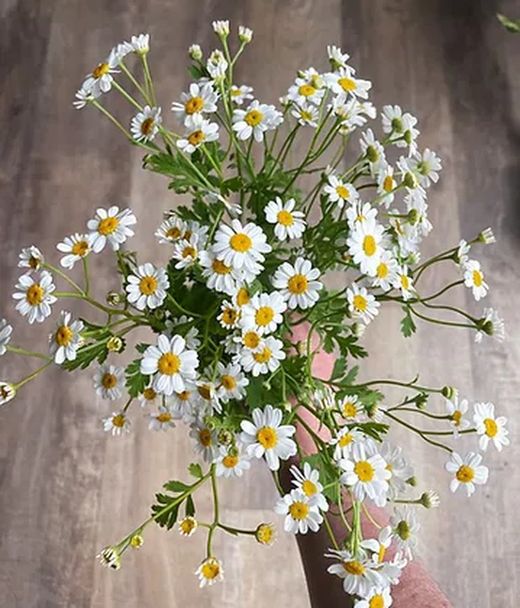 Ramo de Tanacetum