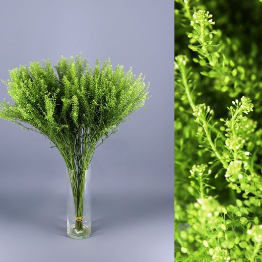 Ramo de Thlaspi Green Bell