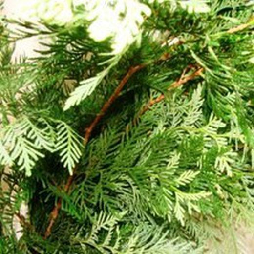 Ramo de Thuja