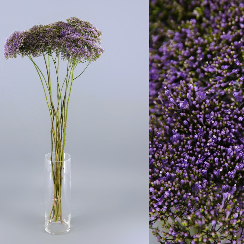 Ramo de Trachelium (Flor de la Viuda) — Floresfrescasonline