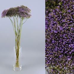 Ramo de Trachelium (Flor de la Viuda)