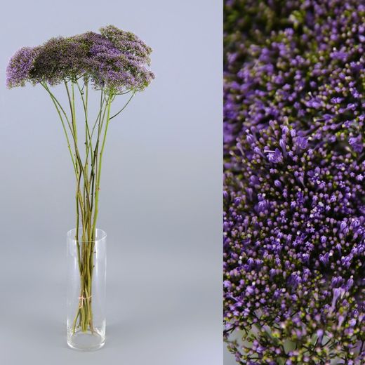 Ramo de Trachelium (Flor de la Viuda)