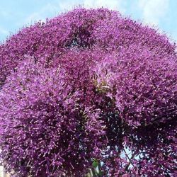 Ramo de Trachelium (Flor de la Viuda)
