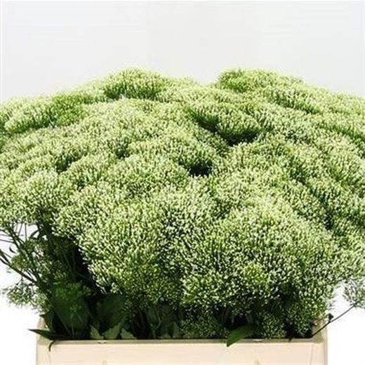 Buquê de Trachelium (flor de viúva)