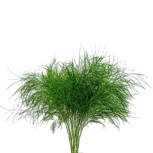 Buquê de samambaia de árvore