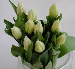 Ramo de Tulipanes