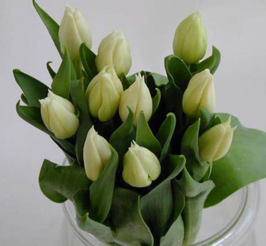 Ramo de Tulipanes