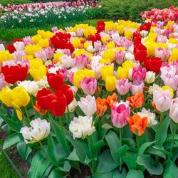 Ramo de Tulipanes