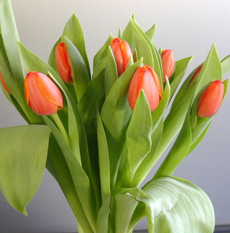 Ramo de Tulipanes — Floresfrescasonline