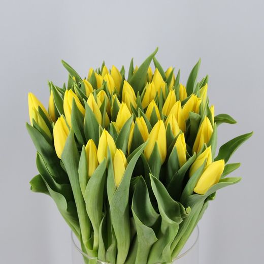 Ramo de Tulipanes