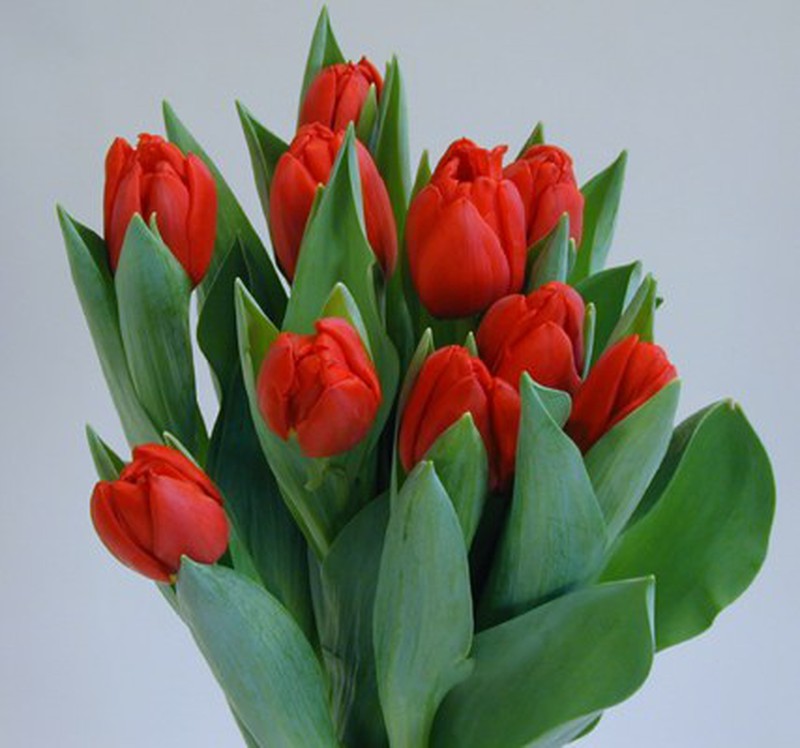 Ramo de Tulipanes Holandeses para jarrón Floresfrescasonline