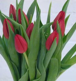 Ramo de Tulipanes