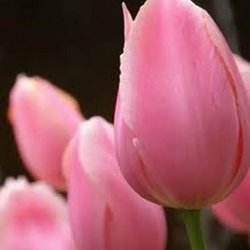 Ramo de Tulipanes