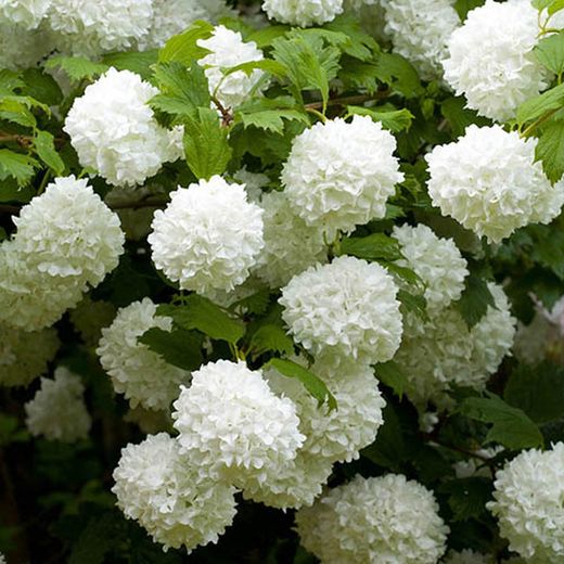 Bouquet de Viburnum Opulus