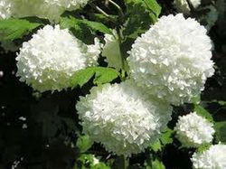 Bouquet de Viburnum Opulus