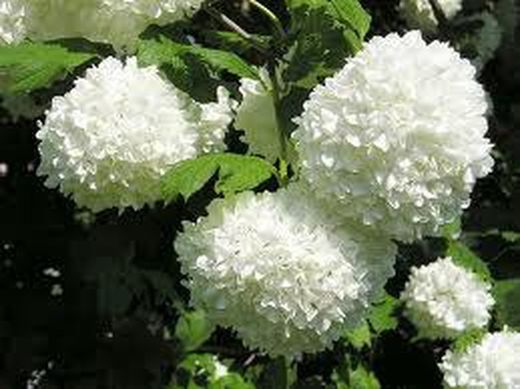 Bouquet de Viburnum Opulus
