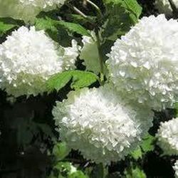 Bouquet de Viburnum Opulus