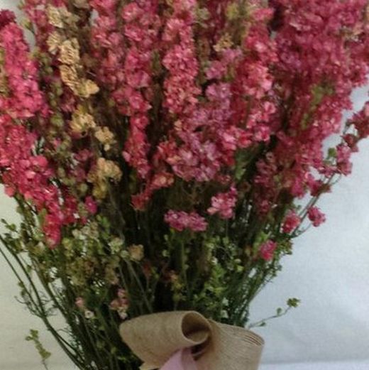 Ramo Delphinium Seco