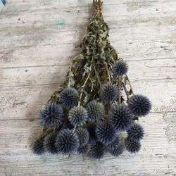 Ramo Echinops Seco