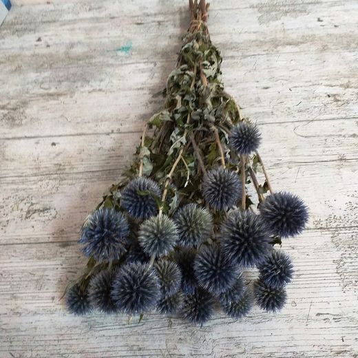 Ramo Echinops Seco