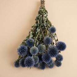 Ramo Echinops Seco