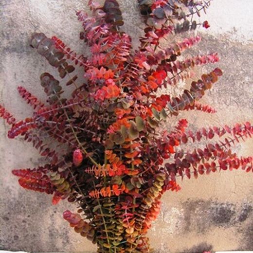 Ramo Eucaliptus Baby Rojo