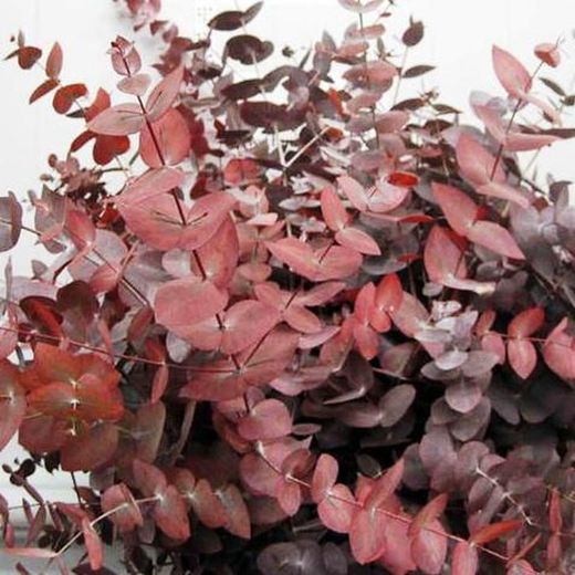 Ramo Eucaliptus Cinerea Rojizo