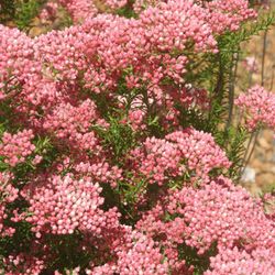 Ramo Flor del Arroz