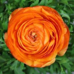 Ram Francesilles Sant Valentí