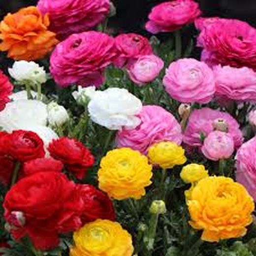 Ram Francesilles Sant Valentí