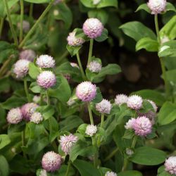 Bouquet de Gomphrena