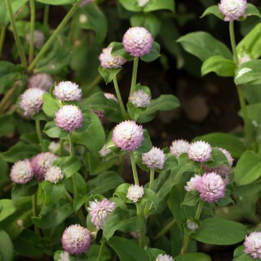 Bouquet de Gomphrena